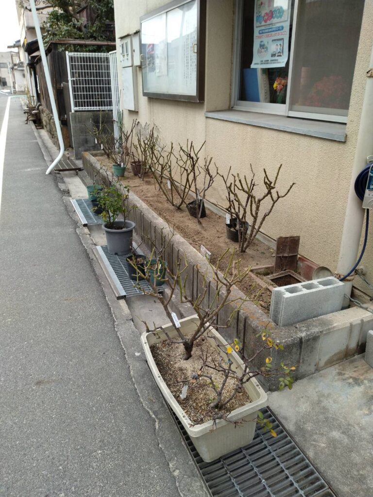ばら花壇2026.2_2