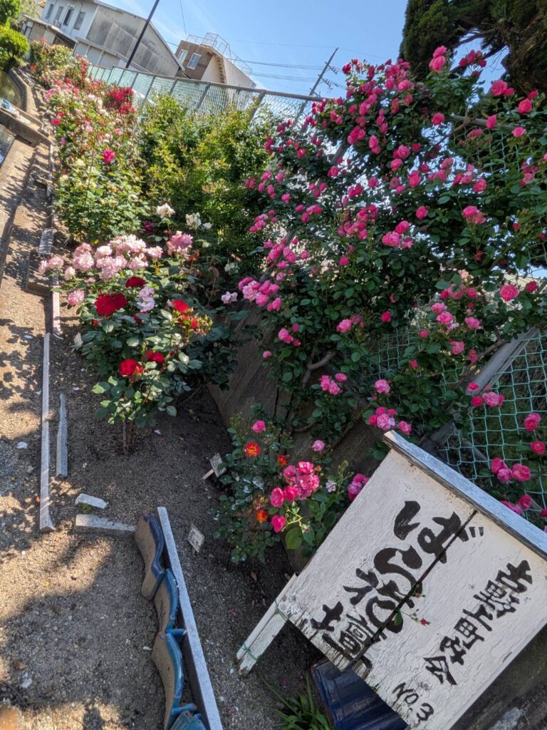 ばら花壇2