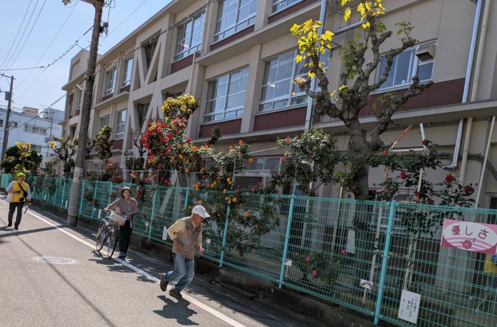 第58回ばら花壇コンクール審査3
