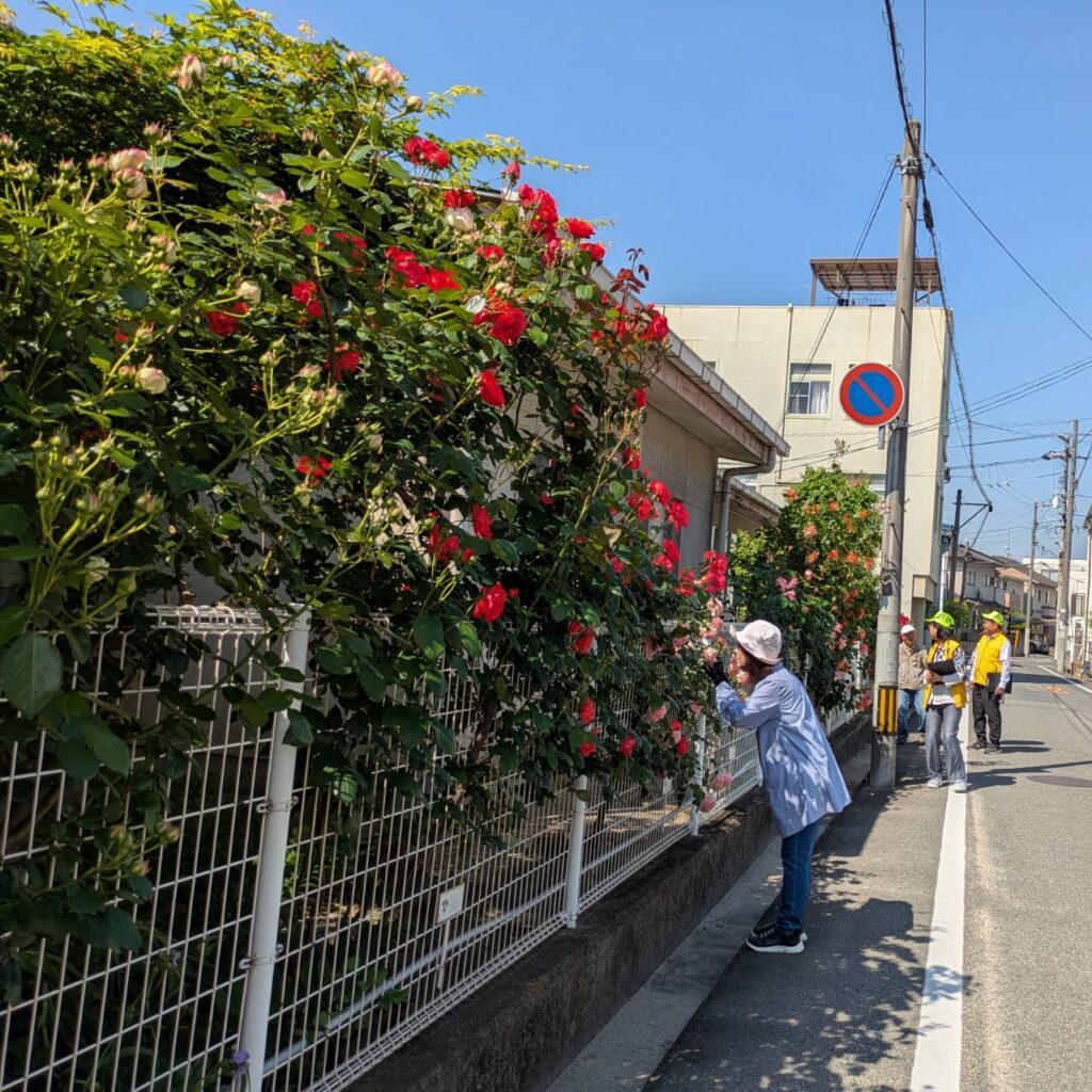 第58回ばら花壇コンクール審査8
