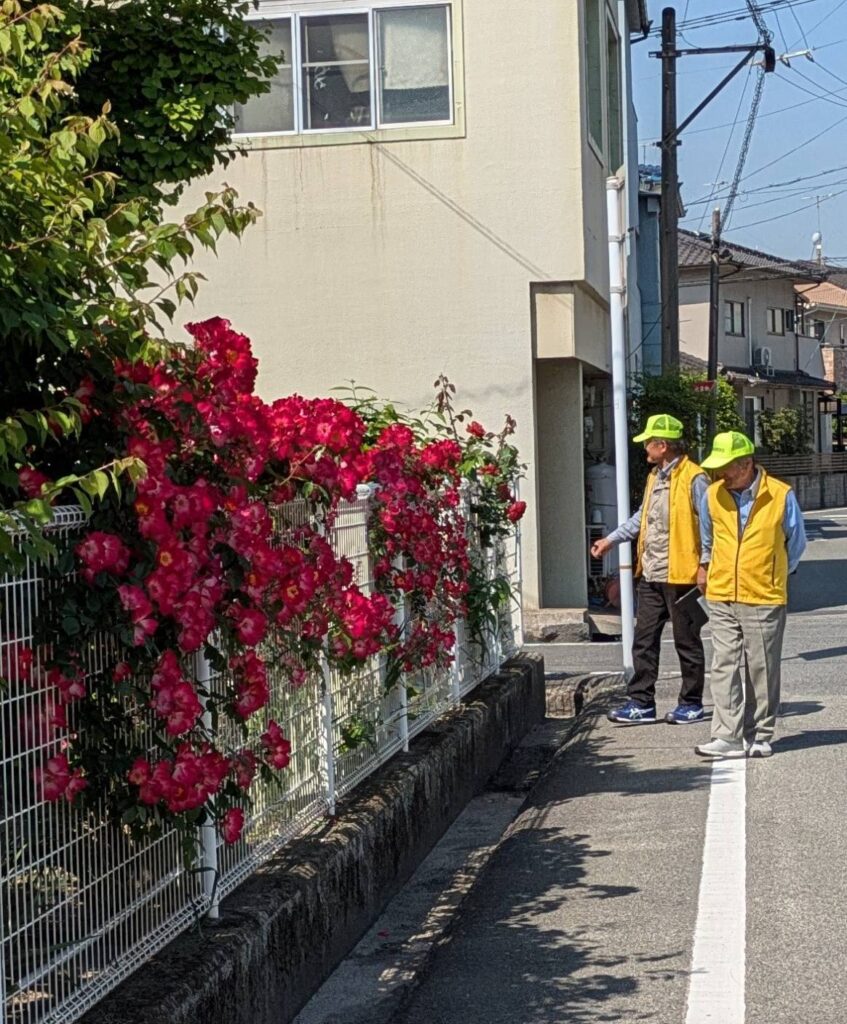 第58回ばら花壇コンクール審査9