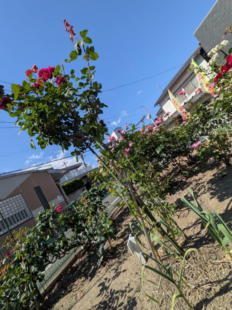 むつみ会さばら花壇コンクールの審査2